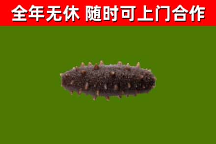 关岭县烟酒回收干海参.jpg